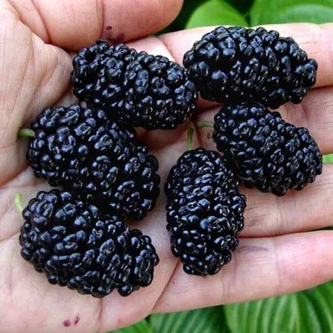 Шовковиця "Чорна Перлина"