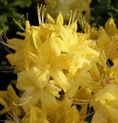 Азалія &laquo;Аннеке&raquo;   1.5 літра