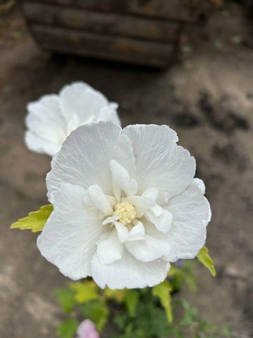 Гибискус сирийський махровий White Chiffon