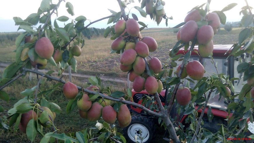 Груша "Кыргызская зимняя" Саженцы двухлетние
