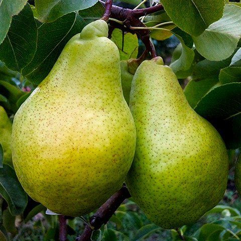 Ноябирськая