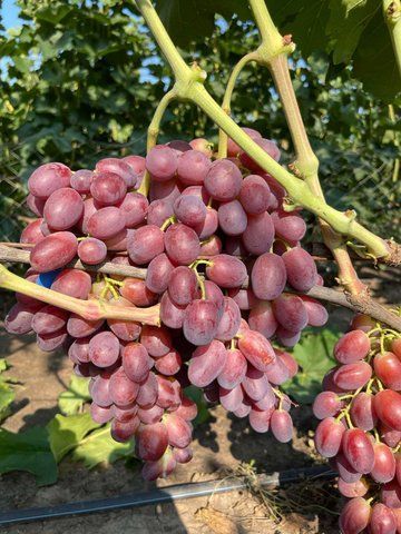 Виноград "Зоренька"