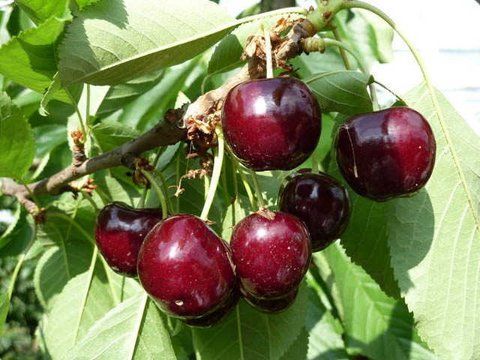 Черешня "Стаккато"