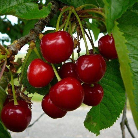 Черешня "Василіса"