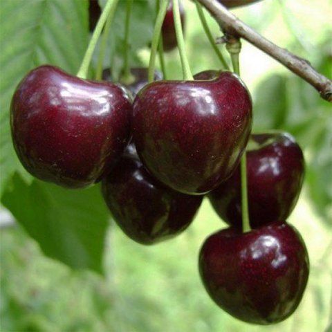 Черешня "Регіна"