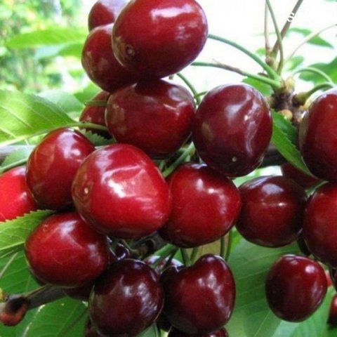 Черешня "Казка"