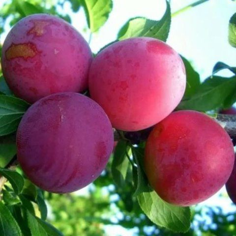 Алича "Рубина"