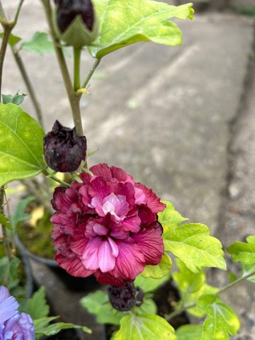 Гібіскус сирійський Duc de Brabant (Hibiscus syriacus 'Duc de Brabant').