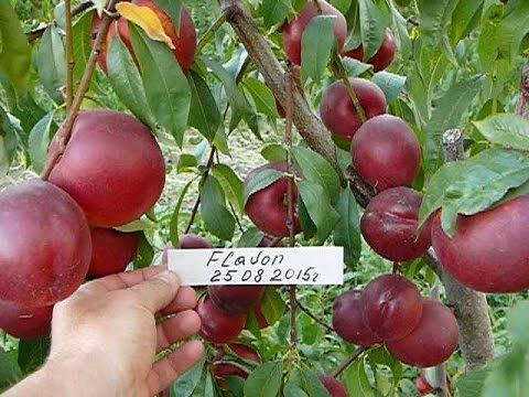 Нектарин "Флейвон"