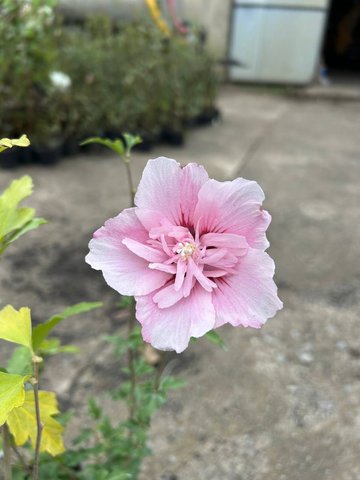 Гібіскус сирійський Pink Chiffon