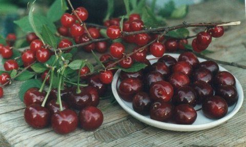 Вишня "Мичуринская"