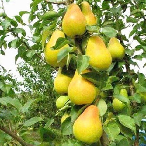 Груша колоновидная "Медовая"